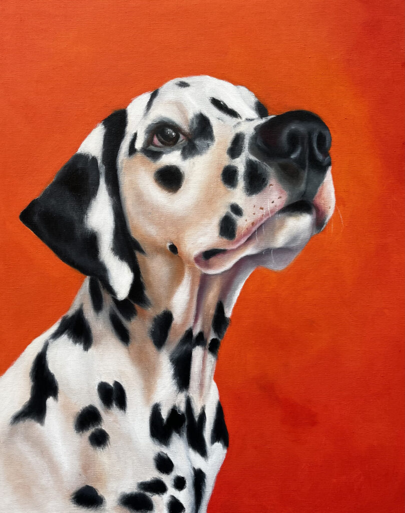 A large painting of a  black and white Dalmation dog looking up with a deep red background. Painted with oil on canvas.